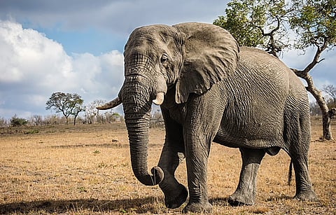 The majestic African elephant