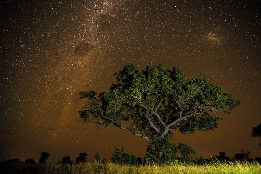The splendour of the Milky Way over the African bush