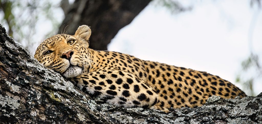 Kikulu, the sleepy leopard