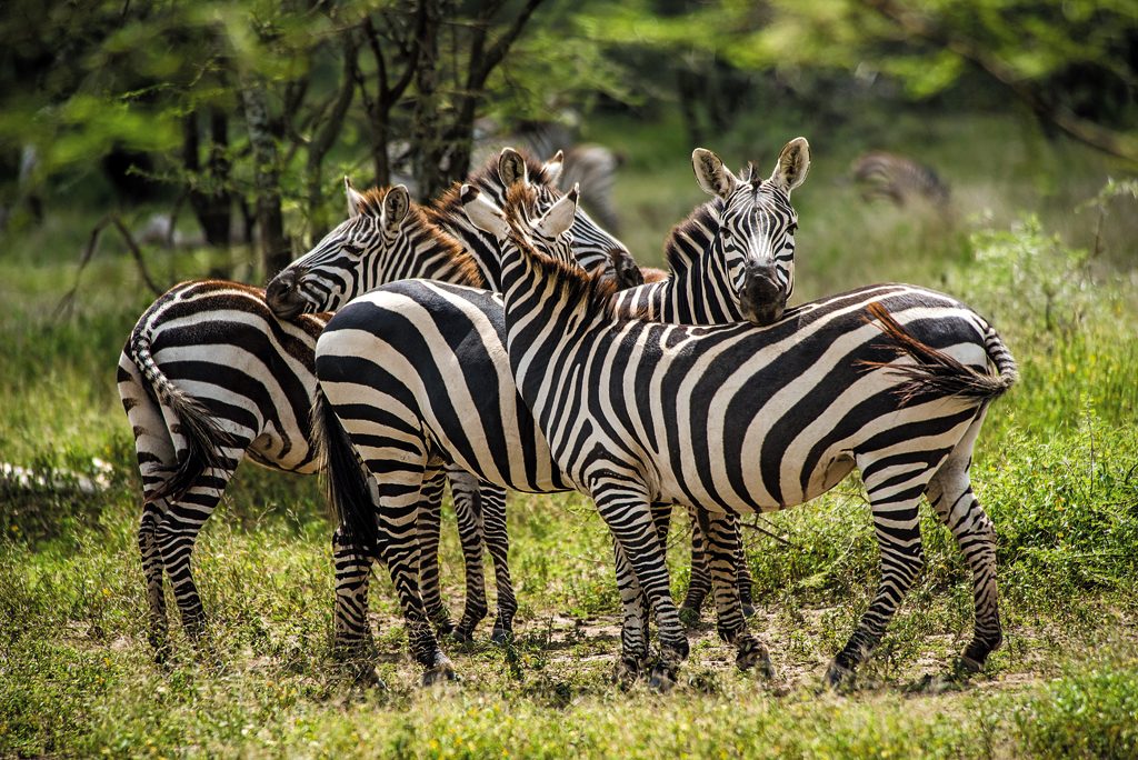 Burchells zebra are found in great numbers in the savannah