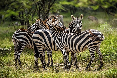 Burchell's zebra are found in great numbers in the savannah