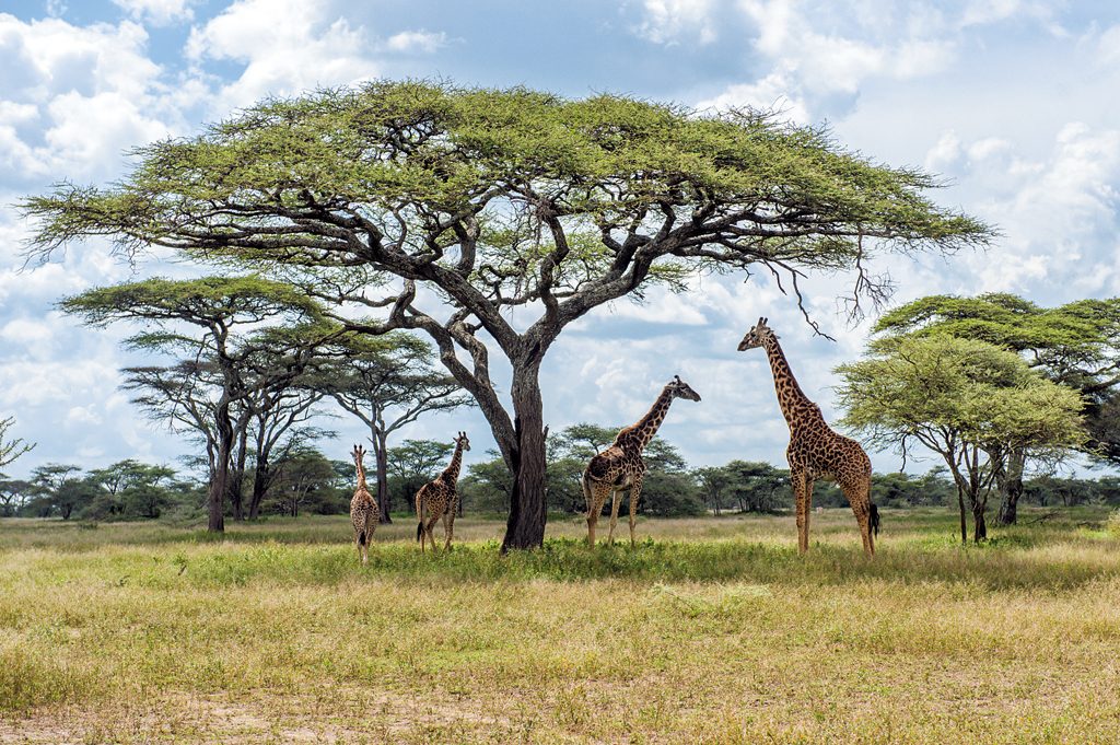 Giraffe sightings are common in the bush