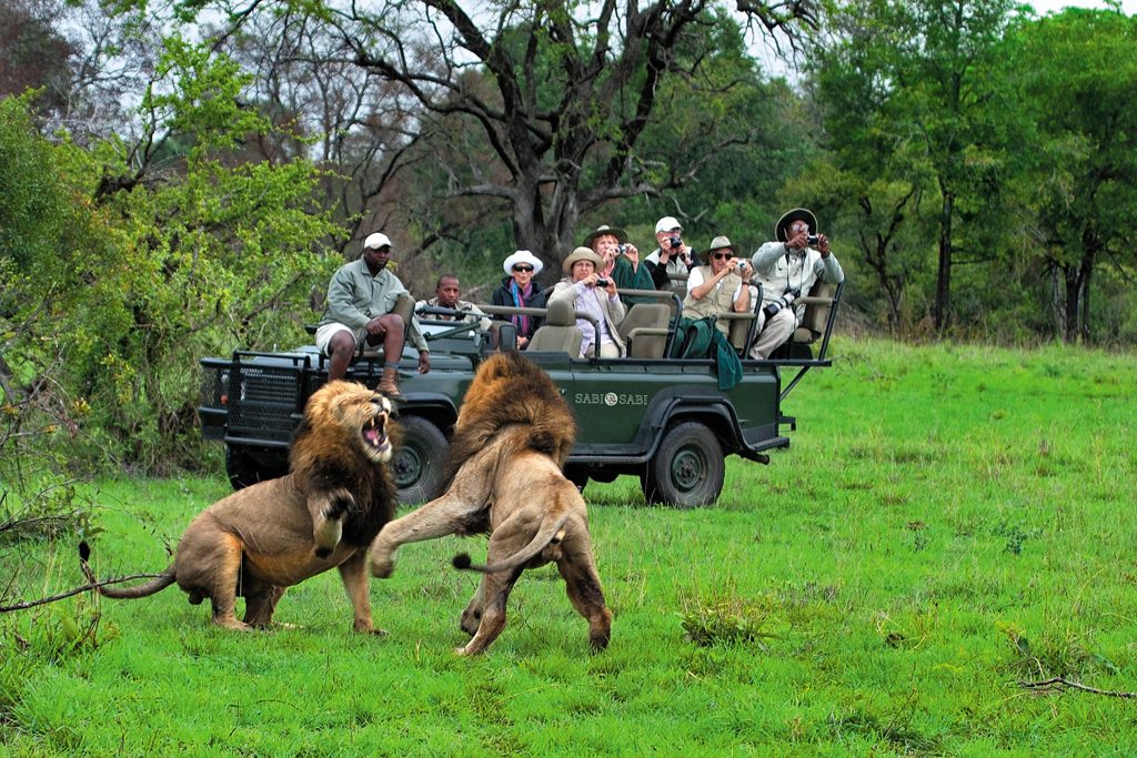 To male lions vie for supremacy while tourists look on
