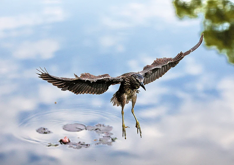 An egret scouts around for food on the lake
