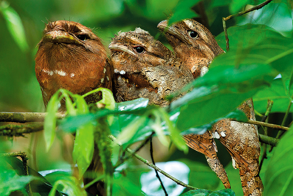 Srilankan frogmouth