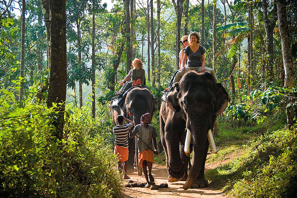 Alamy : Elephant Safari in Periyar Wildlife Sanctuary (representational photo)