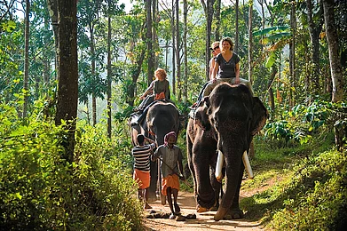 Alamy : Elephant Safari in Periyar Wildlife Sanctuary (representational photo)
