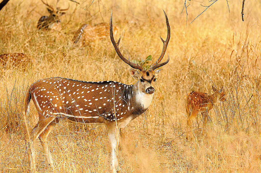 A male spotted deer grows antlers every year to impress females during their mating periods