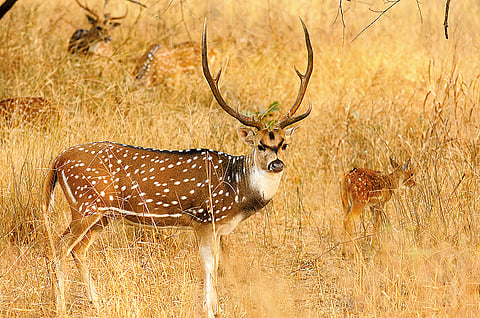 A male spotted deer grows antlers every year to impress females during their mating periods