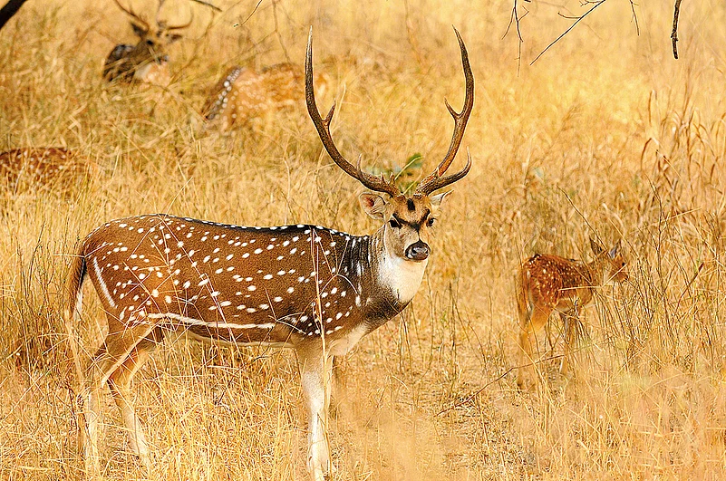 A male spotted deer grows antlers every year to impress females during their mating periods
