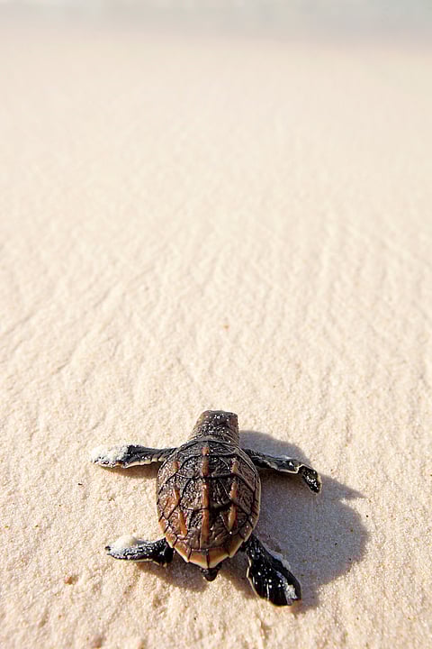 Watamu has many turtles