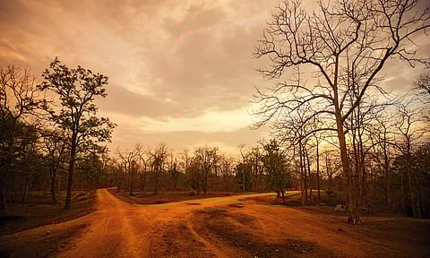 Pench Tiger Reserve