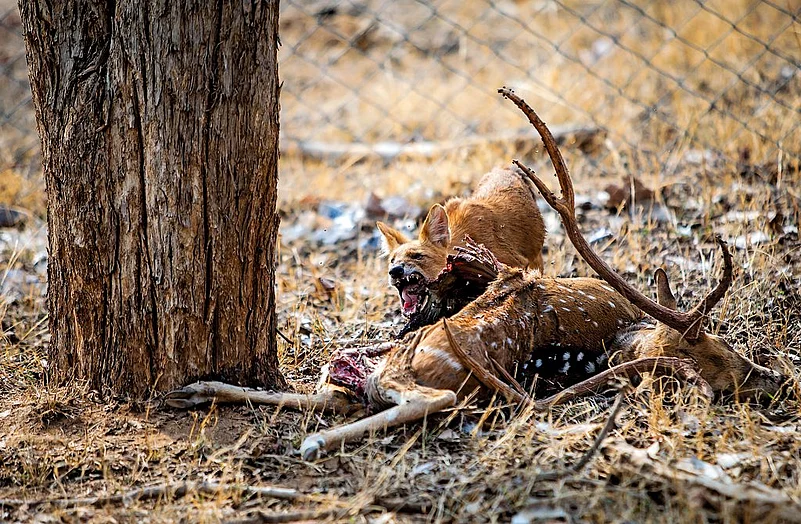 Survival of the fittest is the rule of the wild