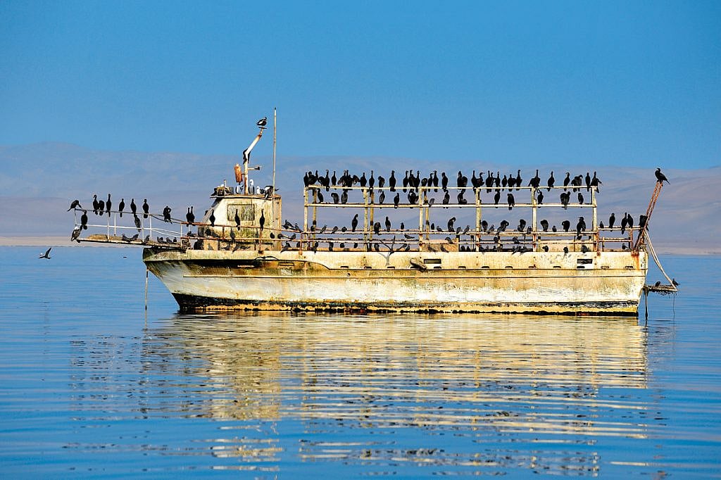 A boatful of cormorants at the Paracas National Reserve