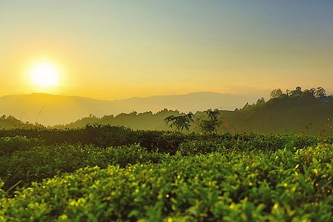 One of Goodricke's tea gardens glistening under the evening sun