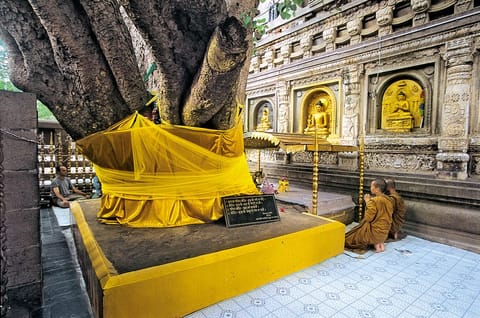 Devotees worship the sacred tree with curd, milk, perfumes, sandalwood and camphor
