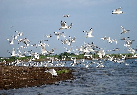 Chupir Char, located about 150 km from Kolkata, is home to numerous resident and migratory birds