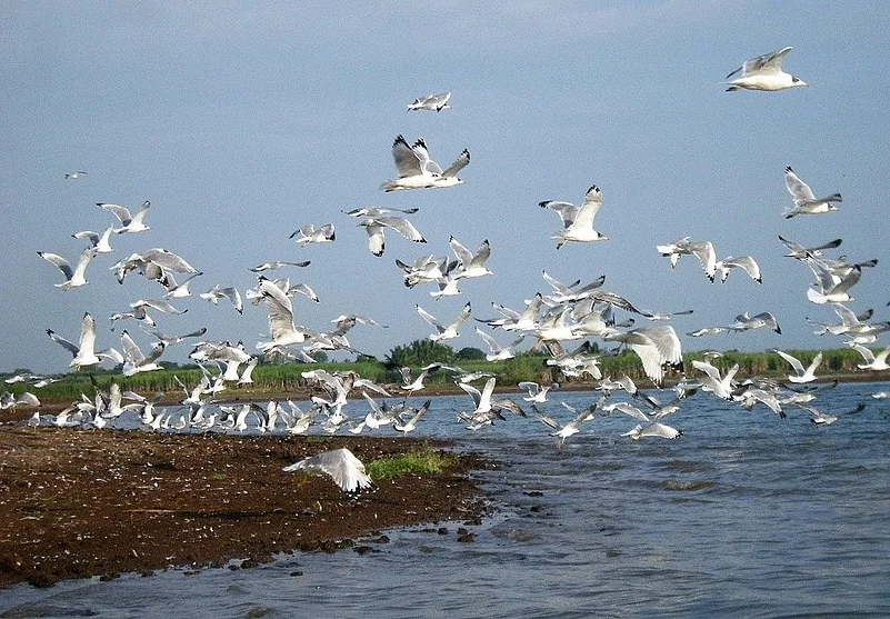 Chupir Char, located about 150 km from Kolkata, is home to numerous resident and migratory birds