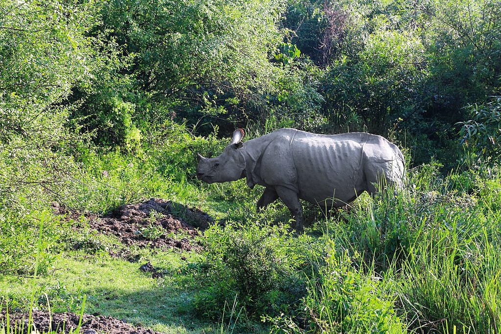 Spotting a one-horned rhino at the Kaziranga National Park