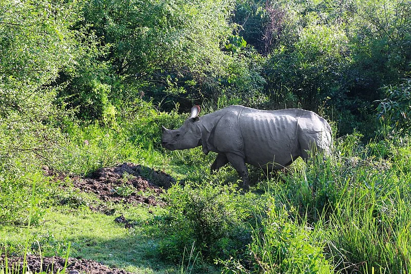 Spotting a one-horned rhino at the Kaziranga National Park