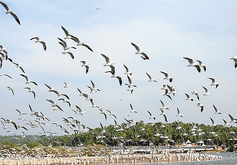 Kadalundi Bird Sanctuary, located about 20km from Kozhikode, is home to nearly a hundred species of birds