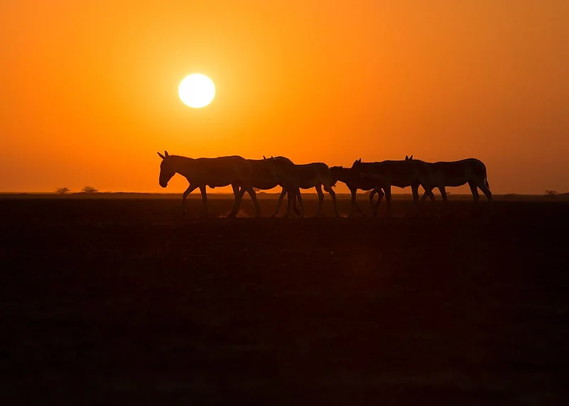 The Great Rann of Kutch is a winter favourite