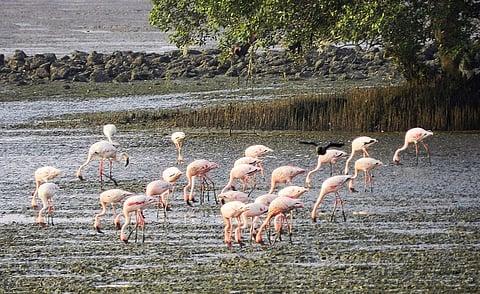 Watch flamingos in Maharashtra