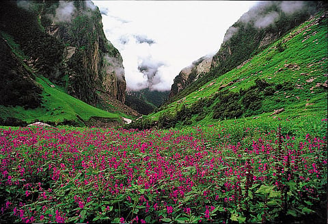 The tourists have access to only 19 sq kms of fecund meadow land