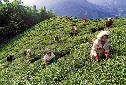 Tea pluckers hard at work