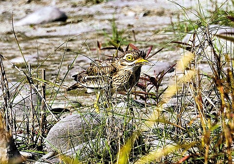 A thick-knee, renowned for its enormous kneee joint, at Nameri National Park