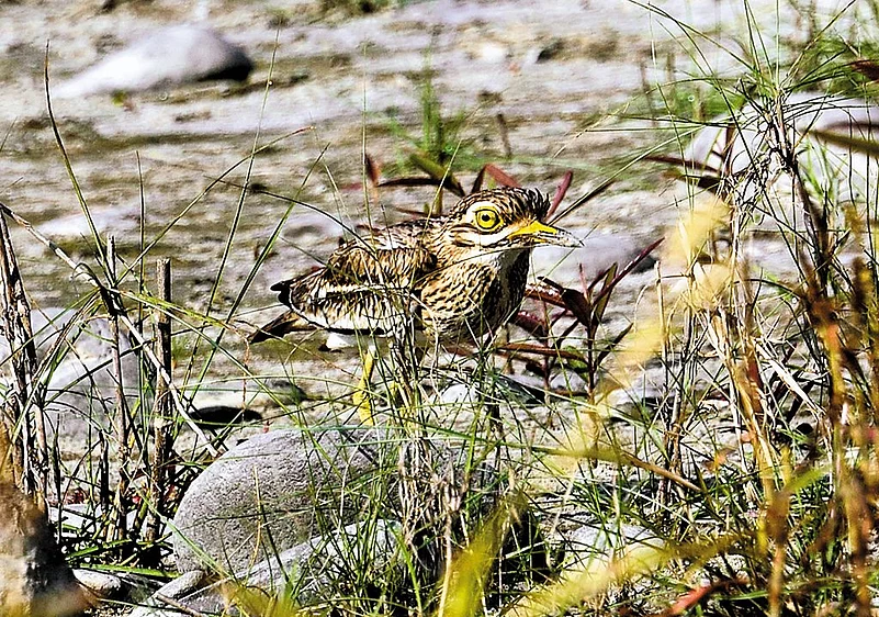 A thick-knee, renowned for its enormous kneee joint, at Nameri National Park