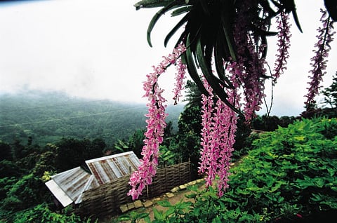 Foxtail orchids in Haflong