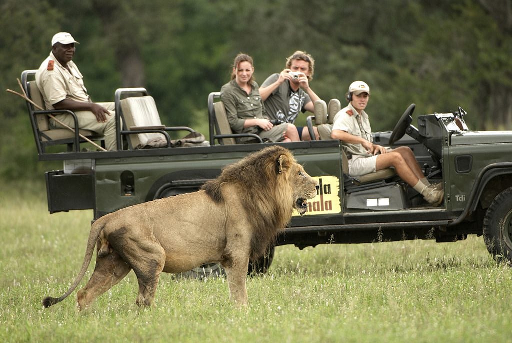 Witness the big five on a jeep safari