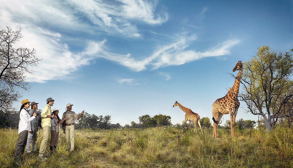 Embark on a walking safari