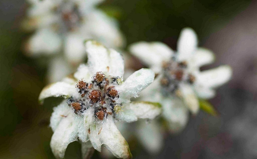Hundreds of wild flowers bloom in the valley 