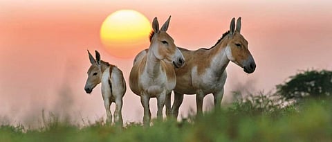 The Indian Wild Ass is a sub-species of the endangered wild ass