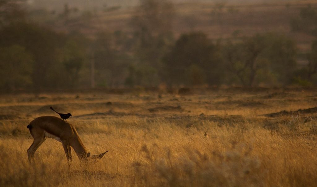 A chinkara spotted the on sprawling grasslands of Saswad 