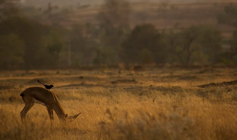 A chinkara spotted the on sprawling grasslands of Saswad