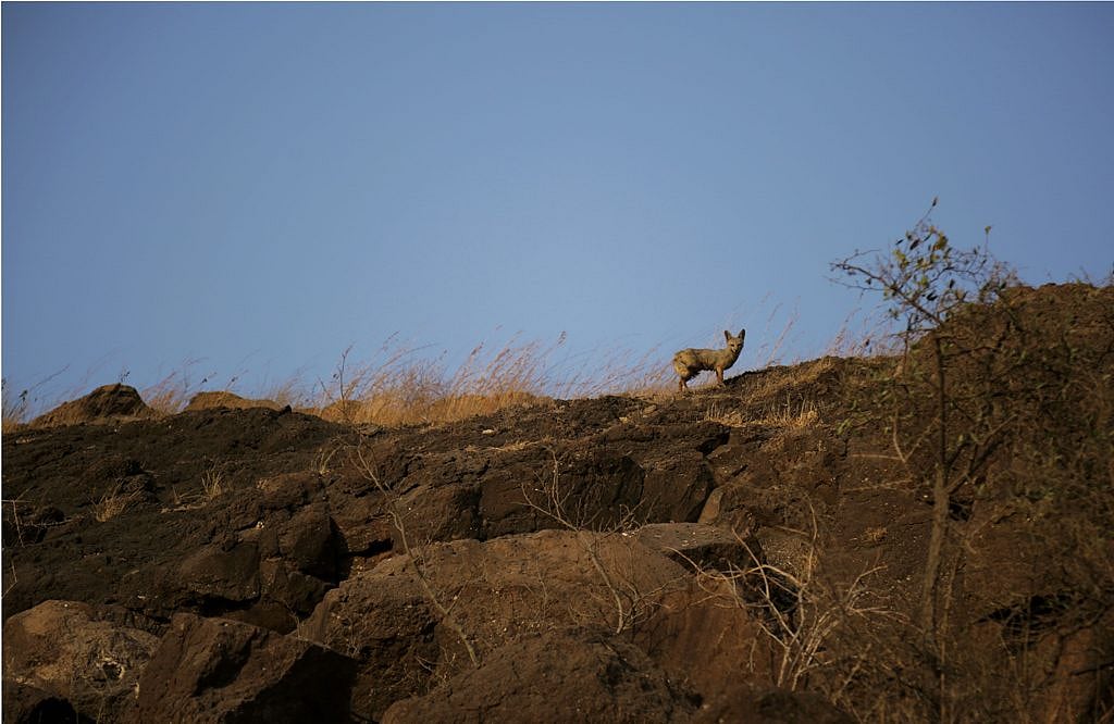 The grasslands are home to foxes, among other animals