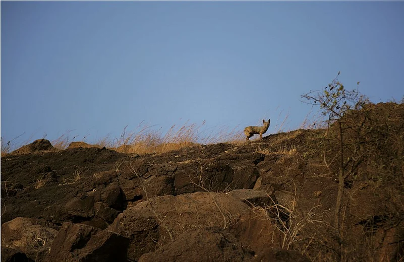 The grasslands are home to foxes, among other animals