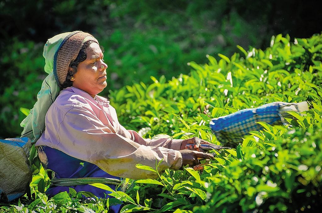 A tea worker picking leaves in a tea garden