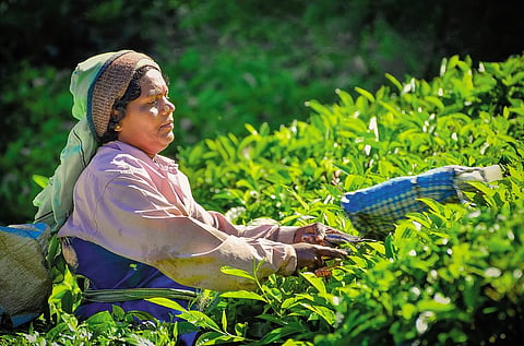 A tea worker picking leaves in a tea garden