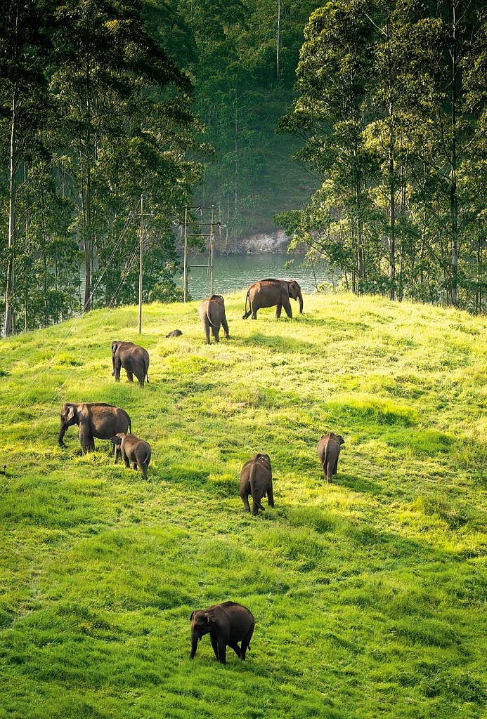 Elephants grazing on a riverside cliff