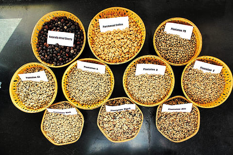 Different varieties of coffee beans
