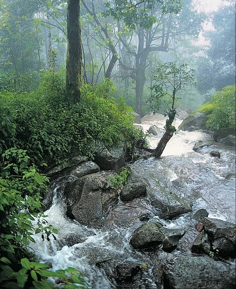 The pretty Hebbe Falls, Chikkamagaluru