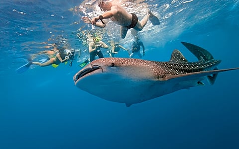 Swimming with Whale Sharks in Mexico