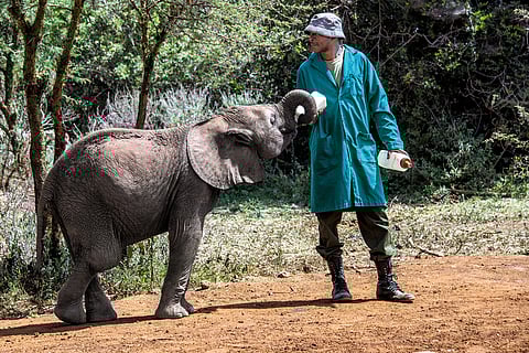 A local feeding an elephant