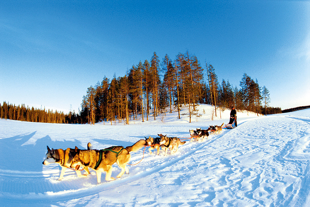 A husky tour in Finland
