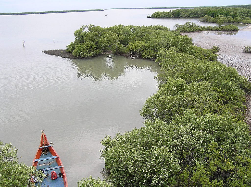 Muthupet lagoon has clean saline water and ample vegetation