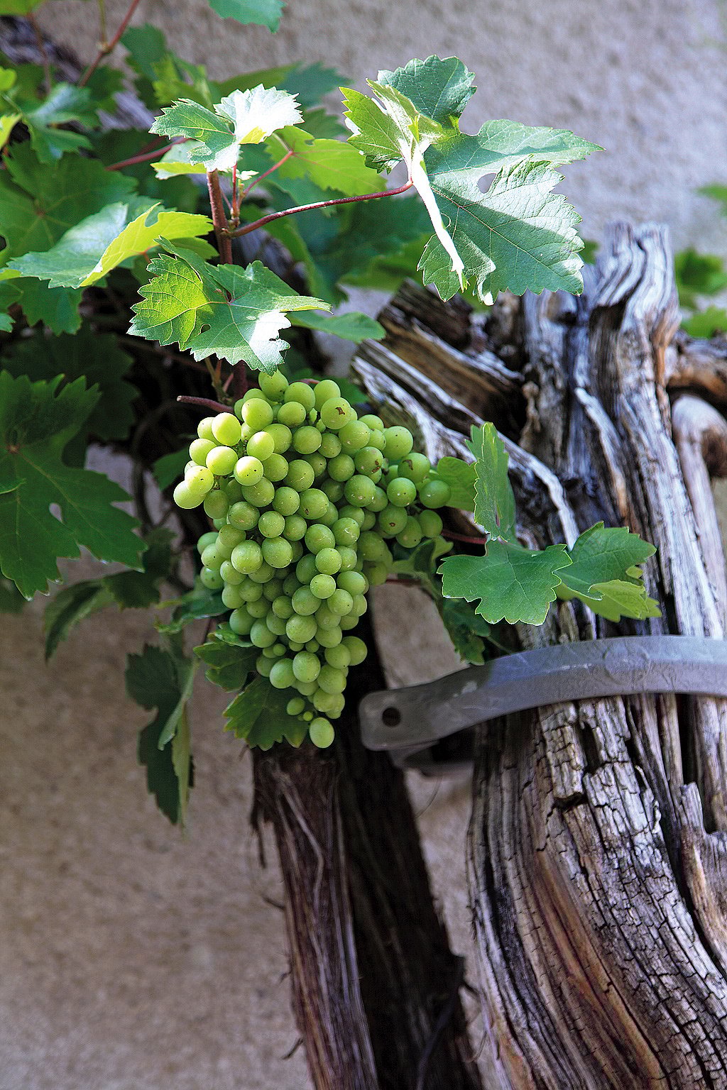 A 400-year-old grapevine